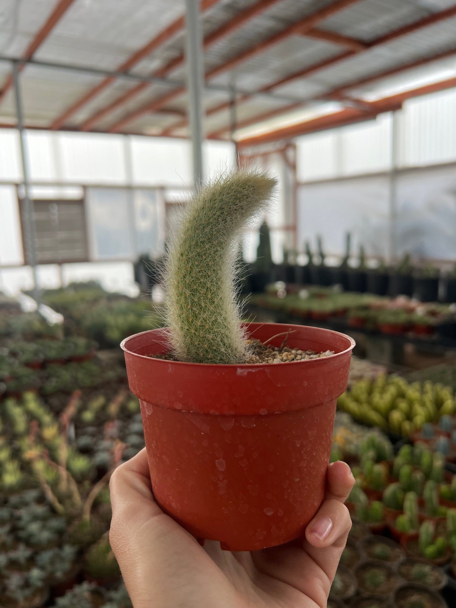 Monkey Tail Cactus - Cleistocactus colademononis
