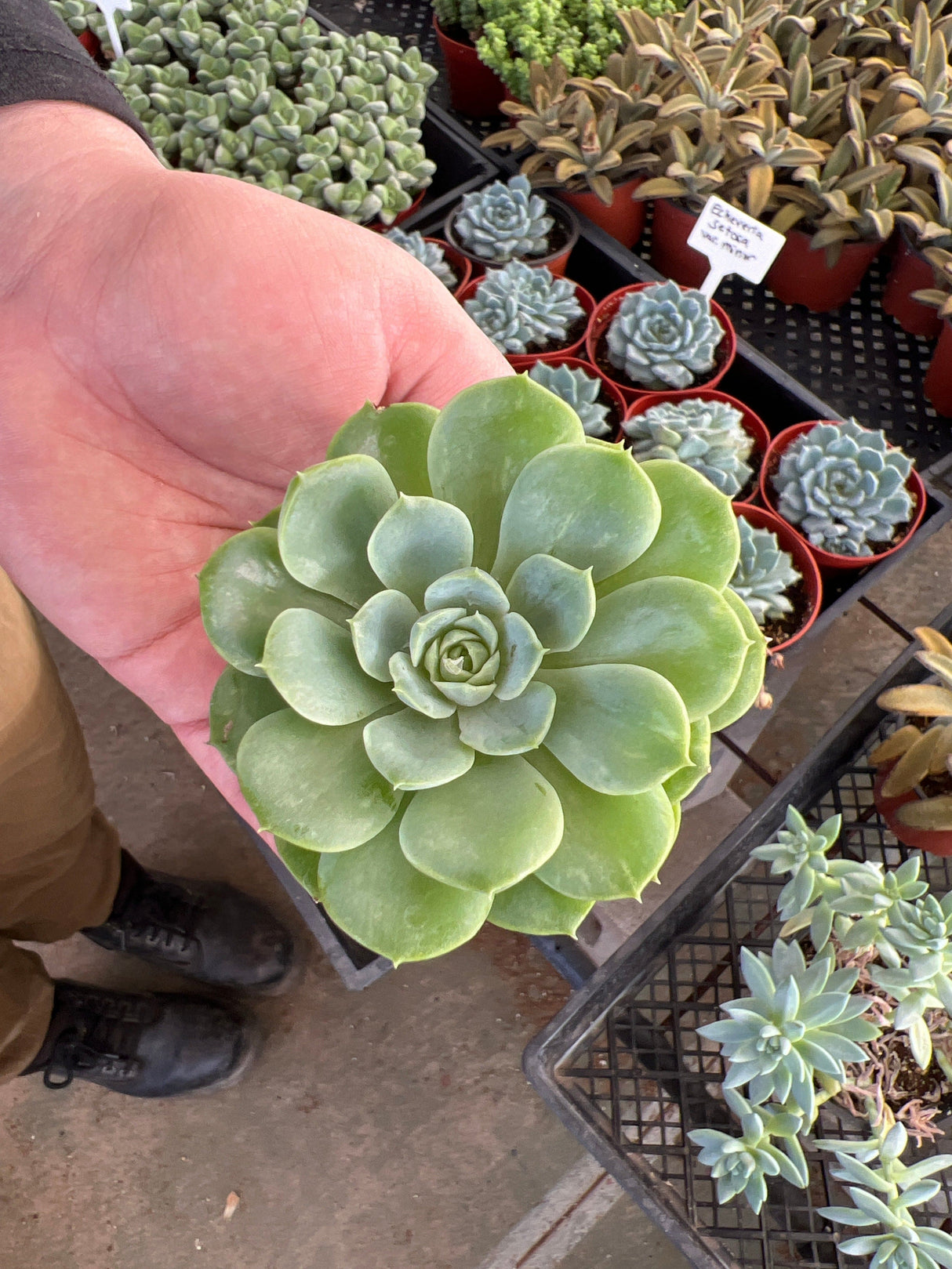 Echeveria 'Lime n' Chili' - Echeveria