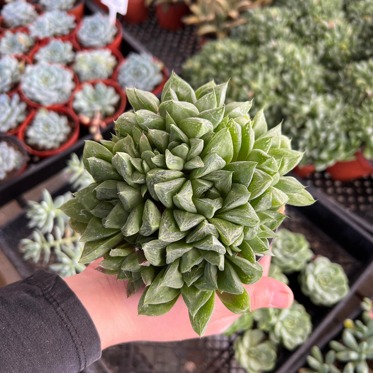 succulent with green and white leaves Star Window Plant