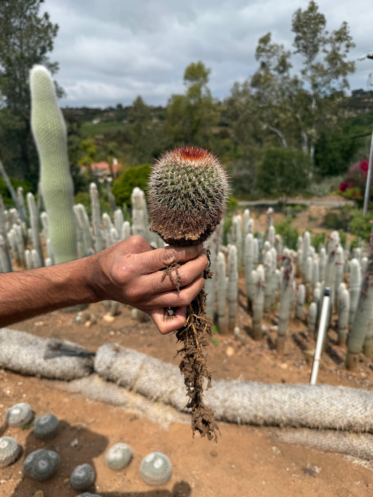 Mammillaria spinosissima - Redheaded Irishman