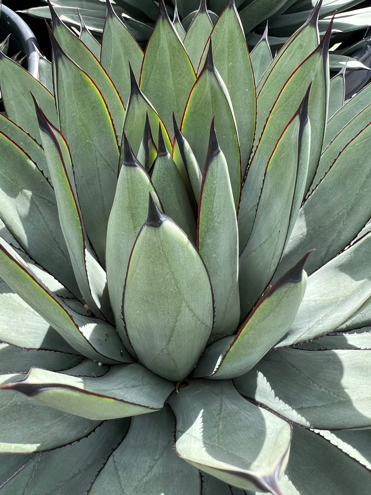 Agave 'Blue Emperor' - Agave