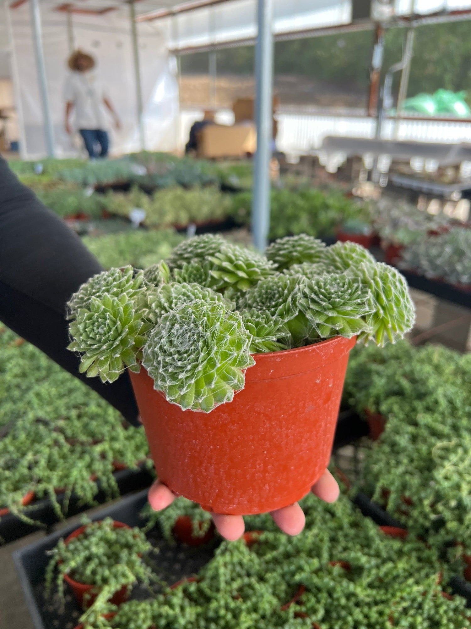 Cobweb Hens and Chicks - Sempervivum Arachnoideum