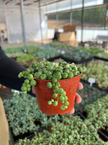 Variegated String of Pearls - Senecio Rowleyanus Variegata