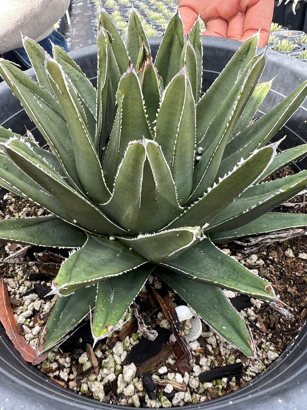 Queen Victoria Agave - Agave Victoriae-Reginae