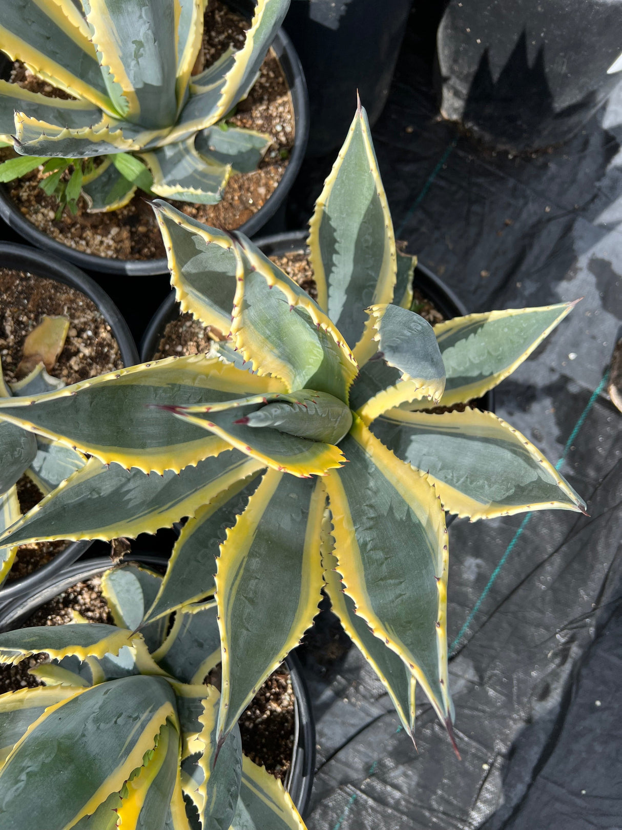 Variegated Century Plant - Agave americana 'Marginata'