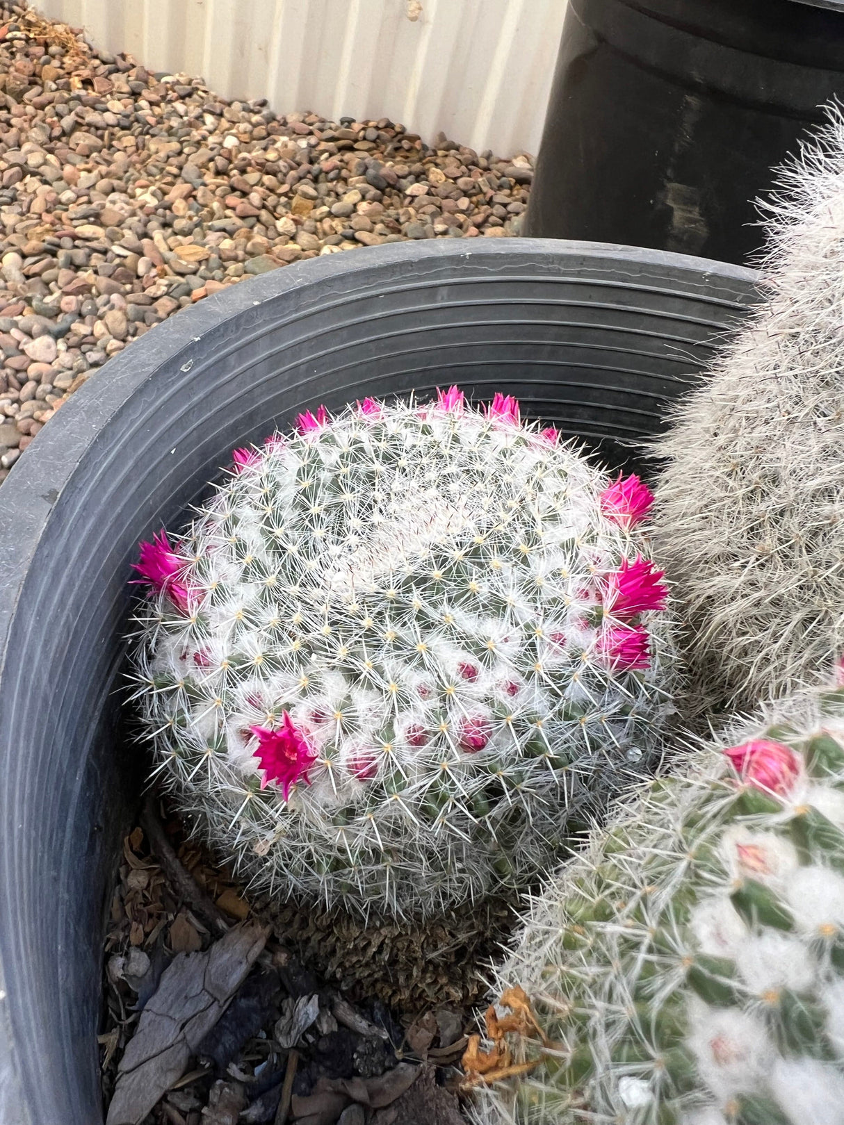 Mammillaria Hahniana 3-Pack Cluster - Mammillaria Hahniana
