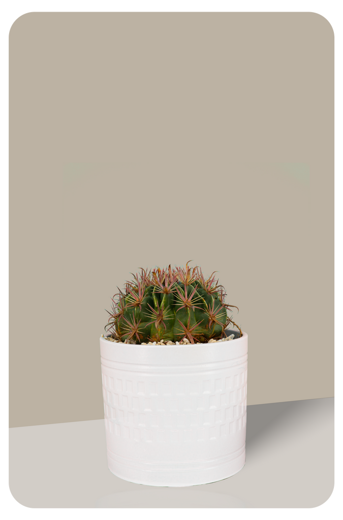 Devil's Tongue Cactus, Ferocactus latispinus, Fishhook Cactus, Horse Crippler | Cactus Warehouse | Exotic Cacti Collection & Quality Desert Plants