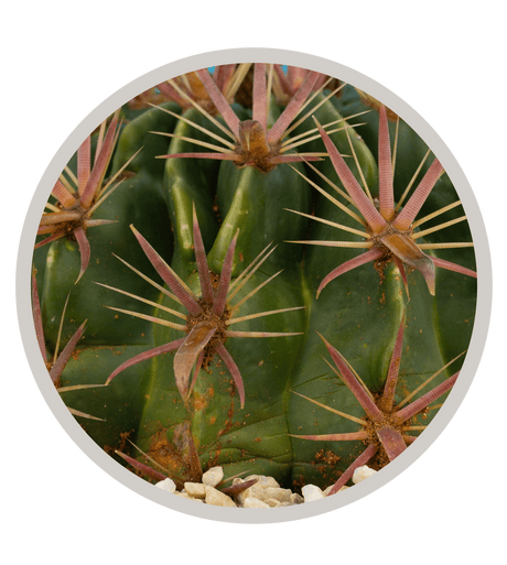 Devil's Tongue Cactus, Ferocactus latispinus, Fishhook Cactus, Horse Crippler | Cactus Warehouse | Exotic Cacti Collection & Quality Desert Plants