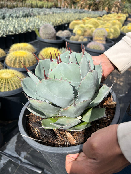 Artichoke Agave - Agave parryi