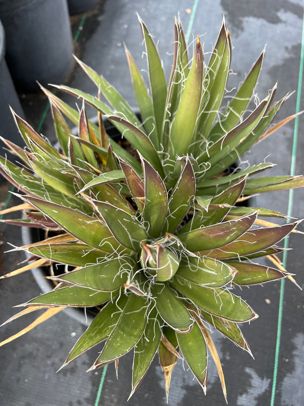 Thread Agave - Agave filifera