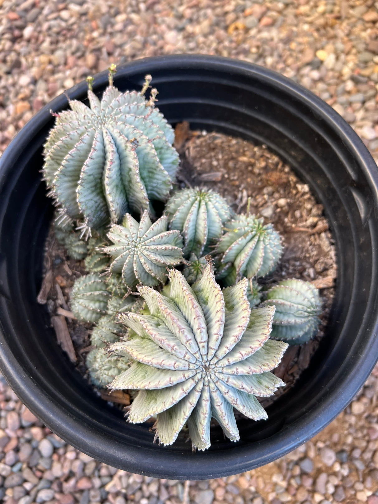 Euphorbia Horrida 10-Pack Cluster - Euphorbia Horrida