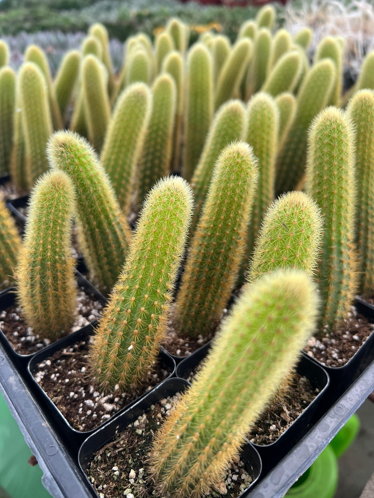 Golden Rat Tail - Cleistocactus Brookeae