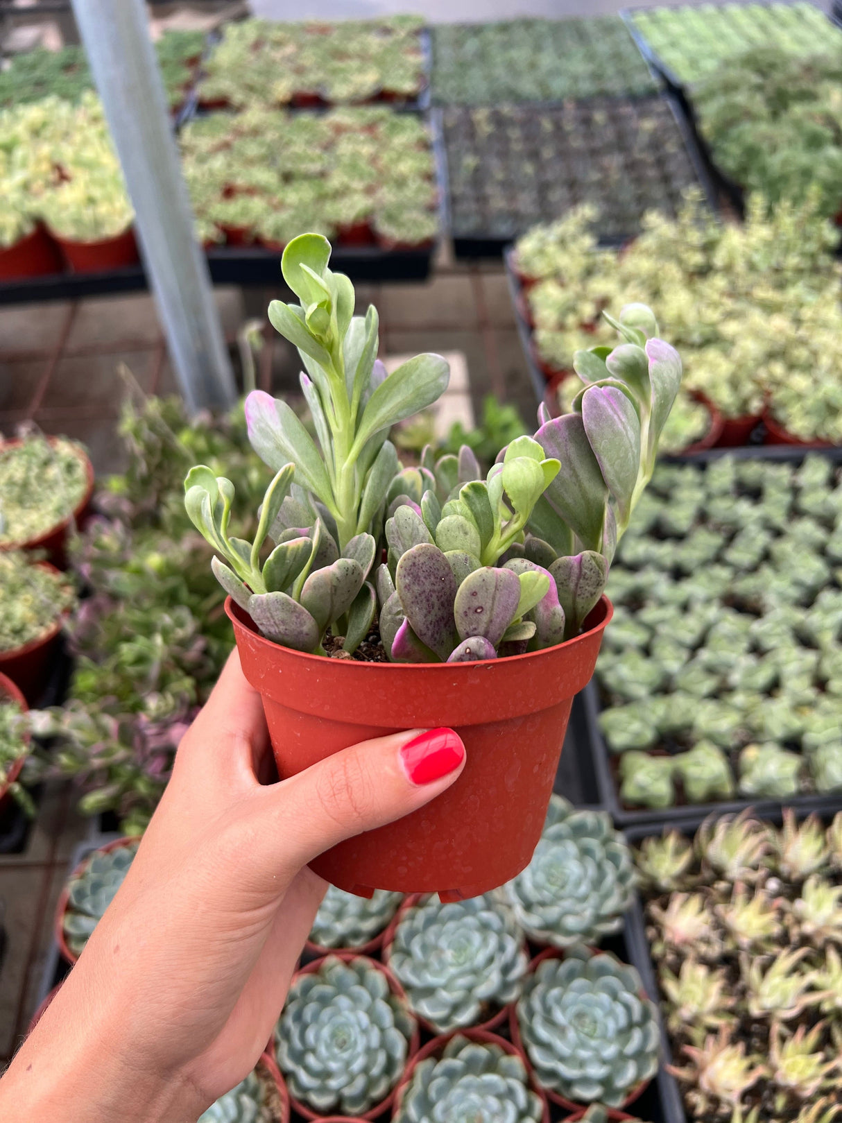 The Elegant Trailing Jade - Senecio jacobsenii