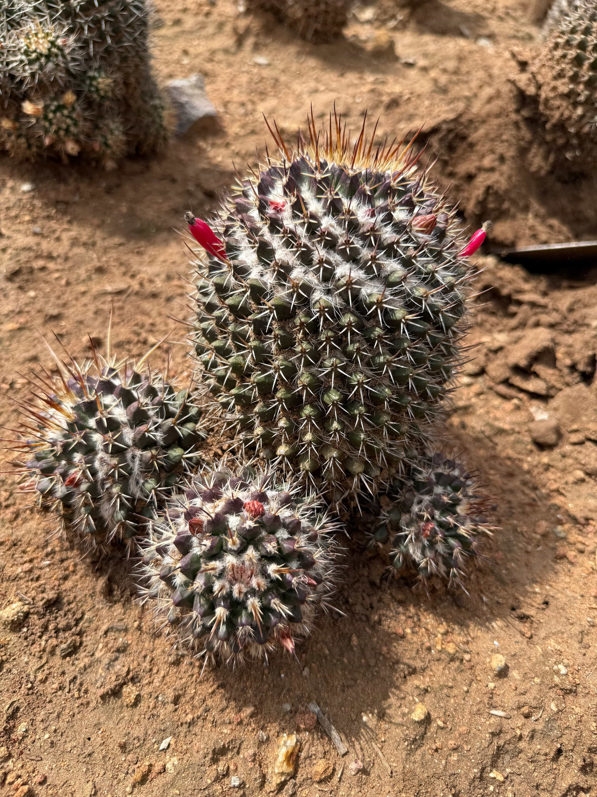 Mammillaria sp.