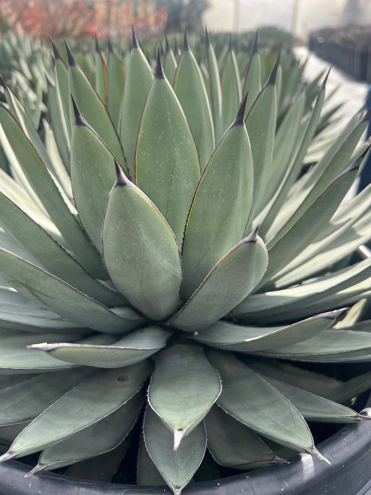 Agave 'Blue Emperor' - Agave