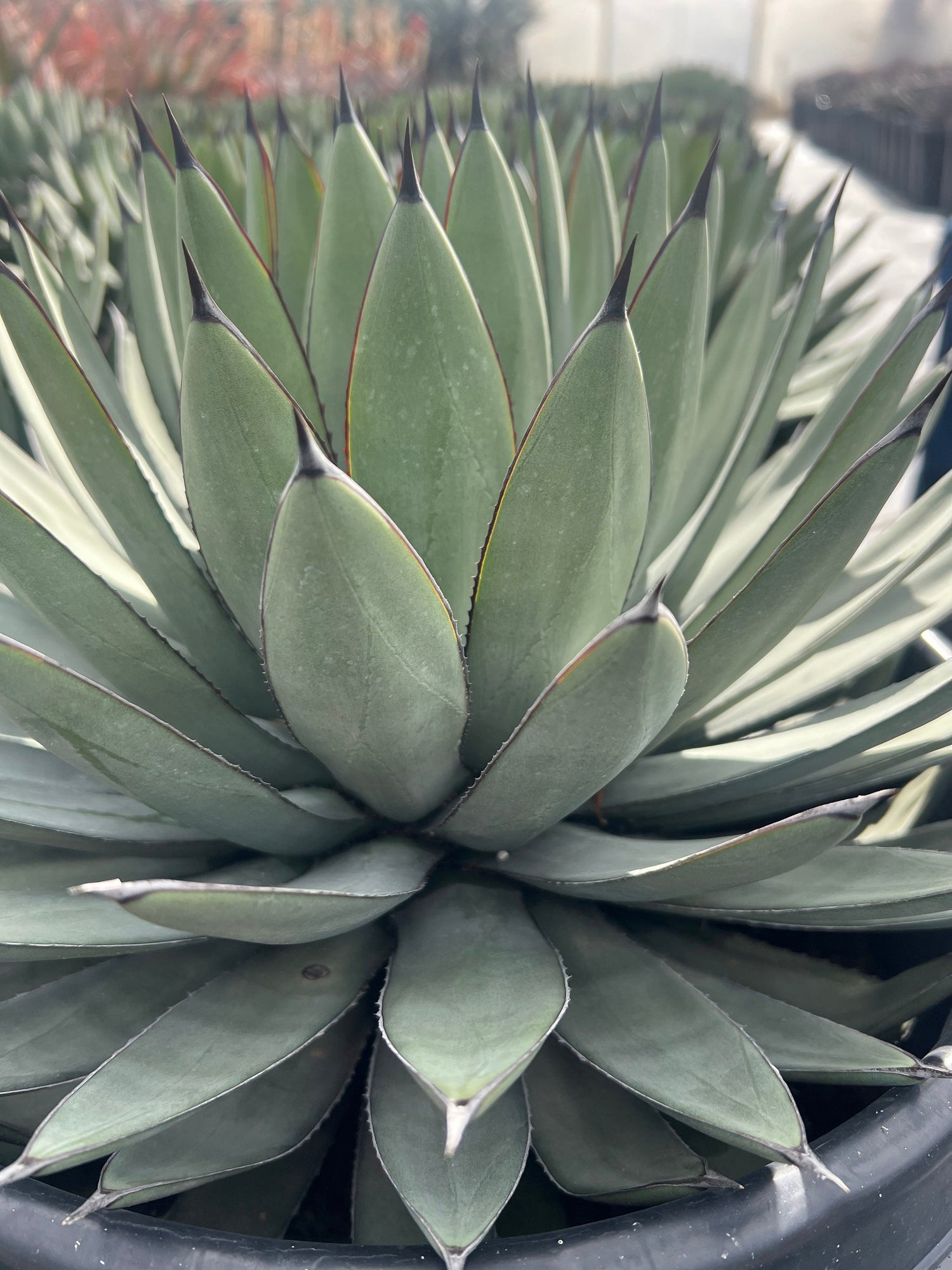 Agave 'Blue Emperor' - Agave