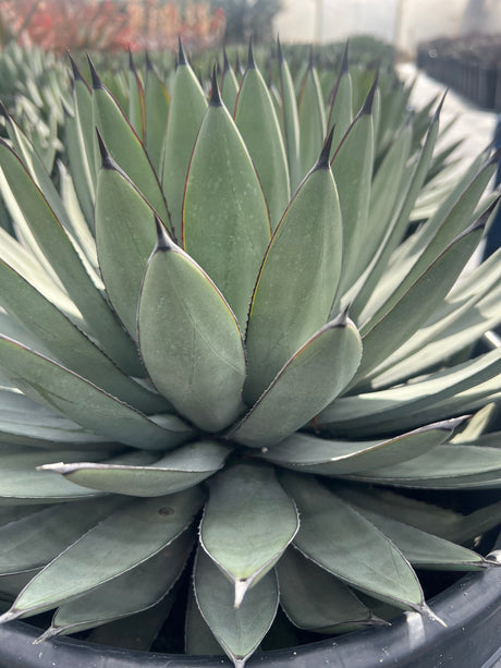 Agave 'Blue Emperor' - Agave
