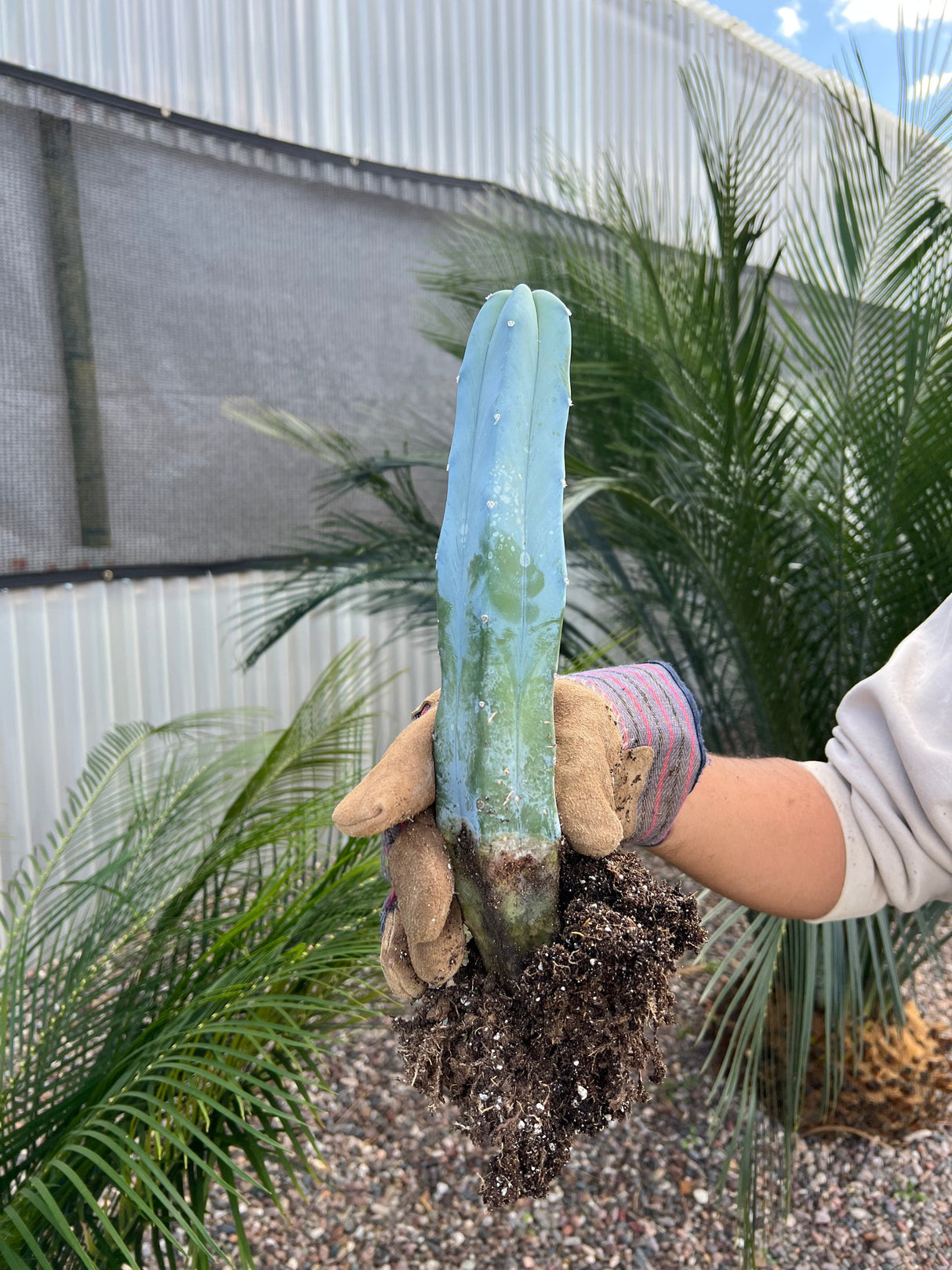 Blue Candle Cactus - Myrtillocactus Geometrizans