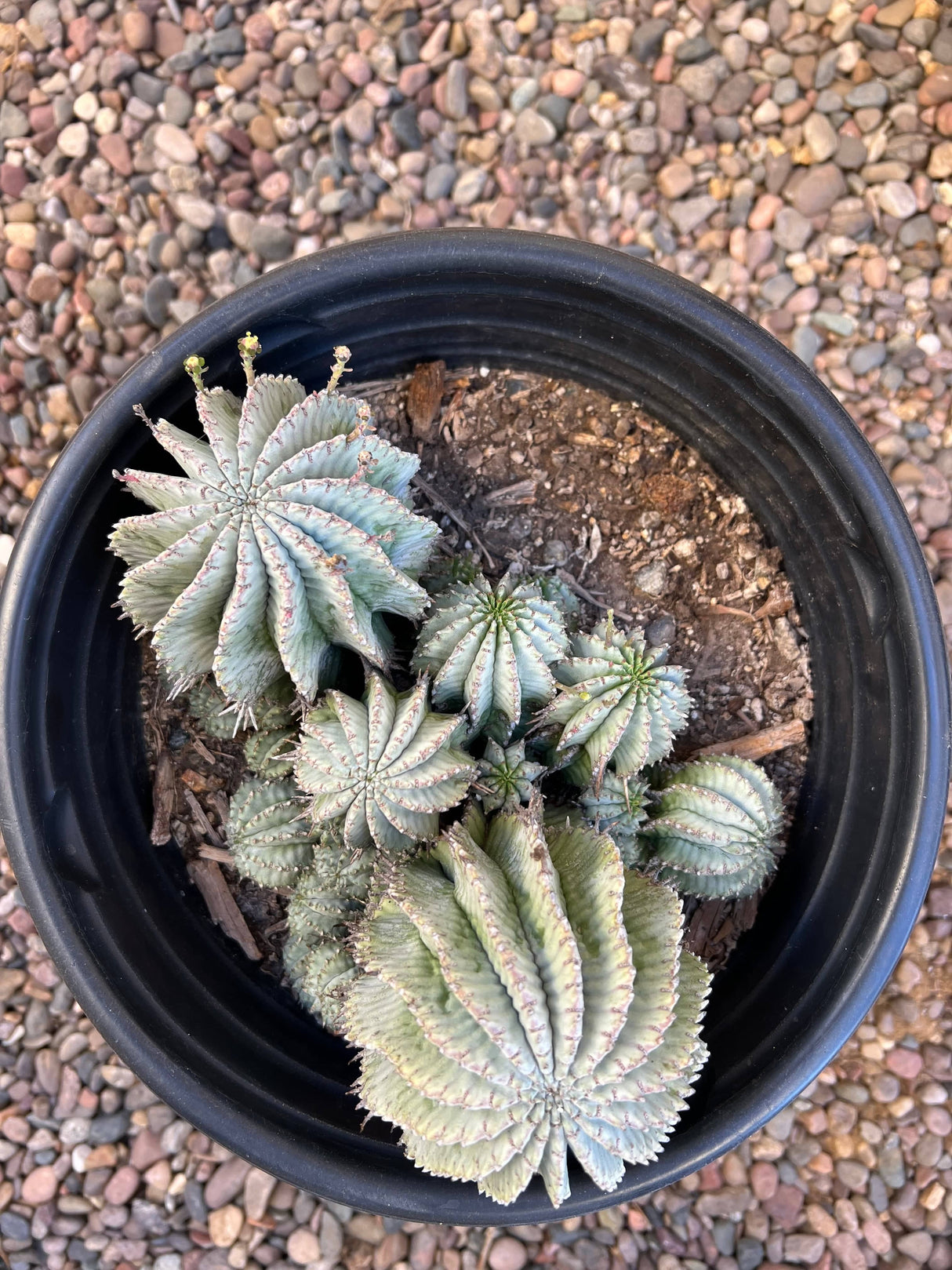 Euphorbia Horrida 10-Pack Cluster - Euphorbia Horrida