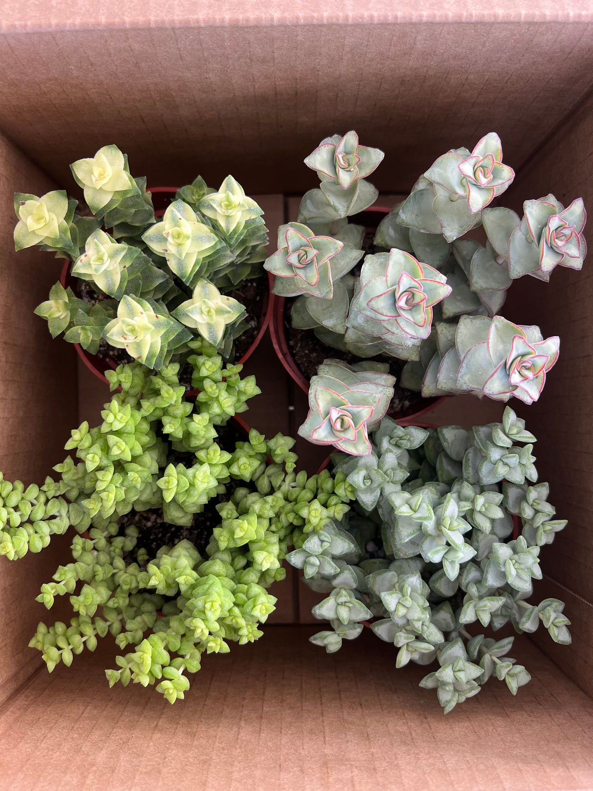 Mixed Crassula Succulent Bundle  - Crassula
