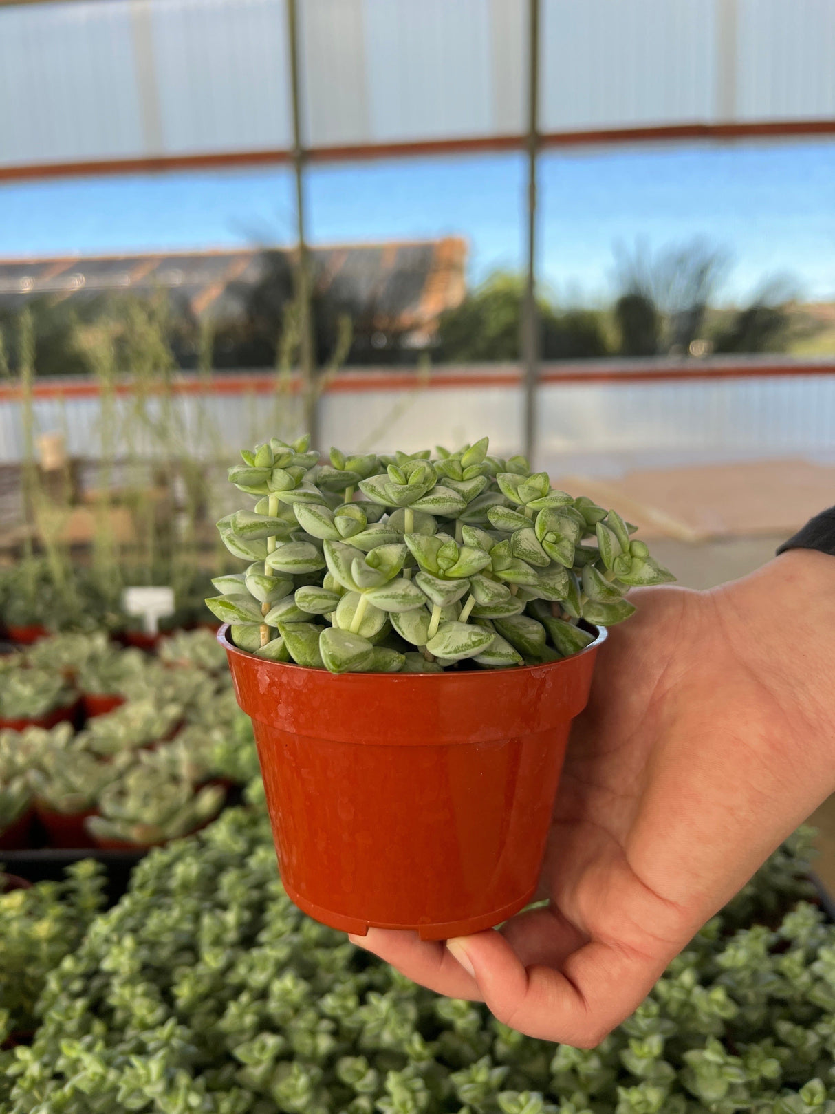 Buttons On A String - Crassula Rupestris