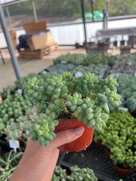 Donkey’s Tail - Sedum Morganianum