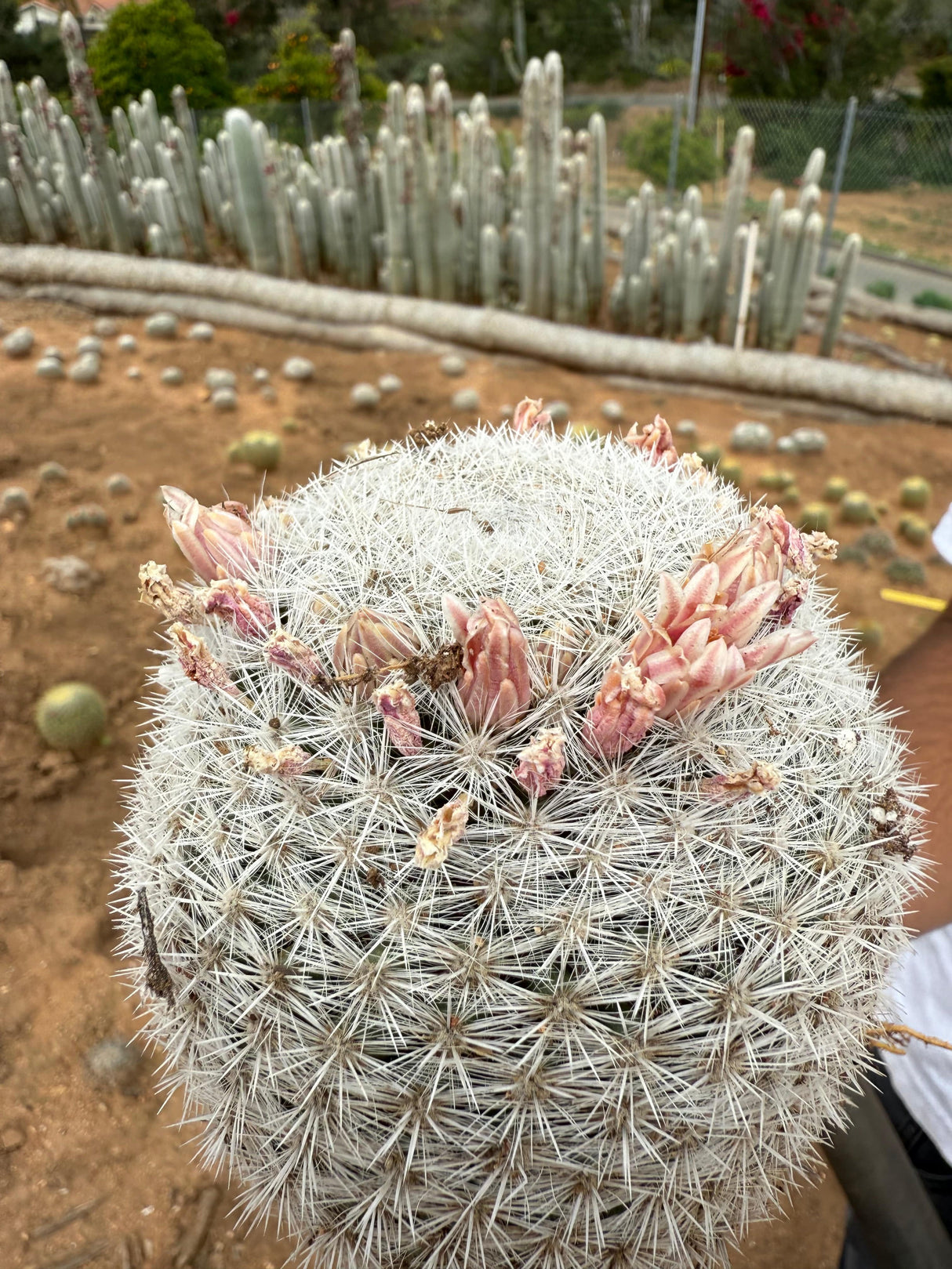 Mammillaria candida - Snowball Cactus