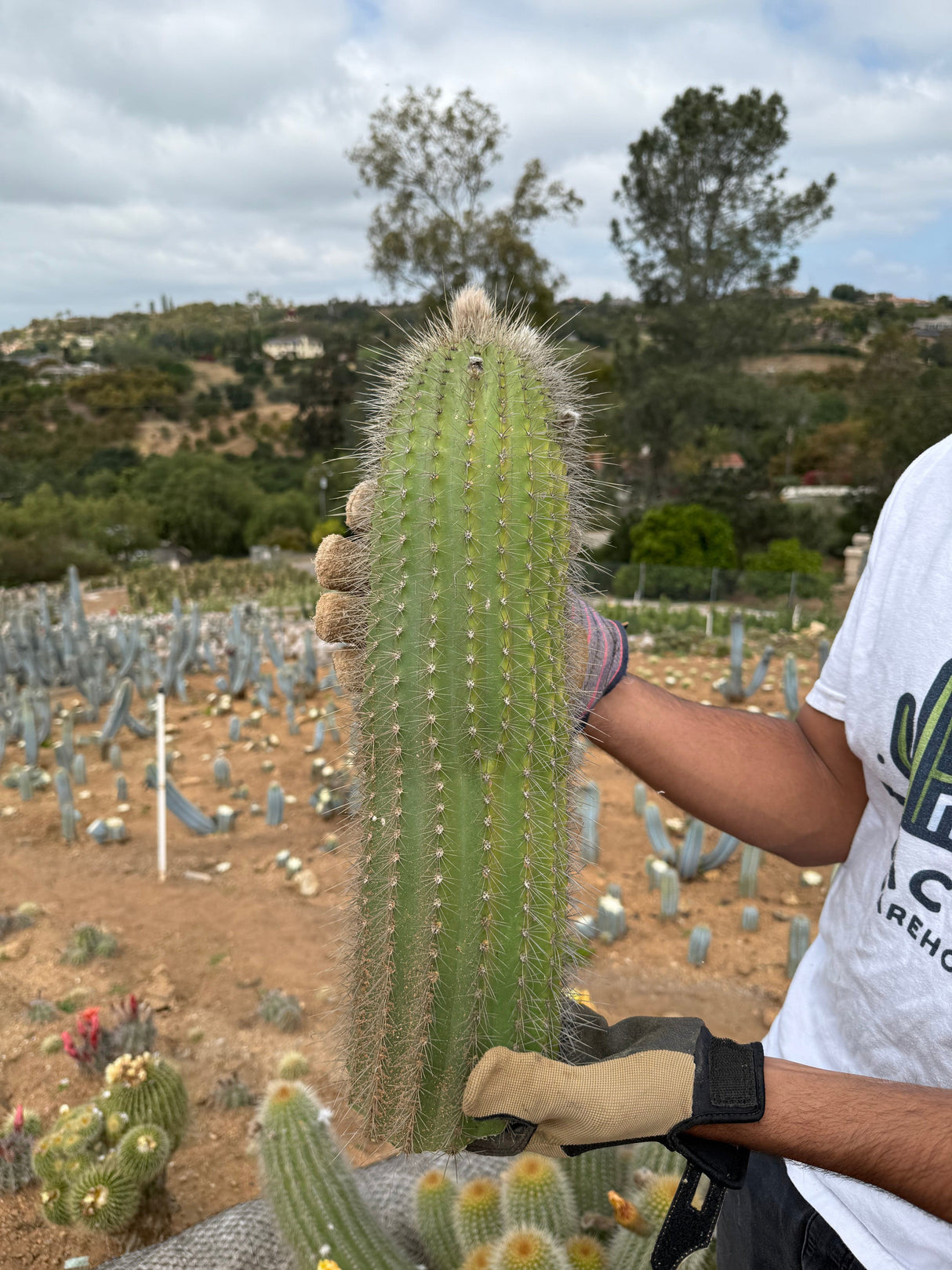 Yellow Trichocereus Hybrid - Echinopsis hybrid