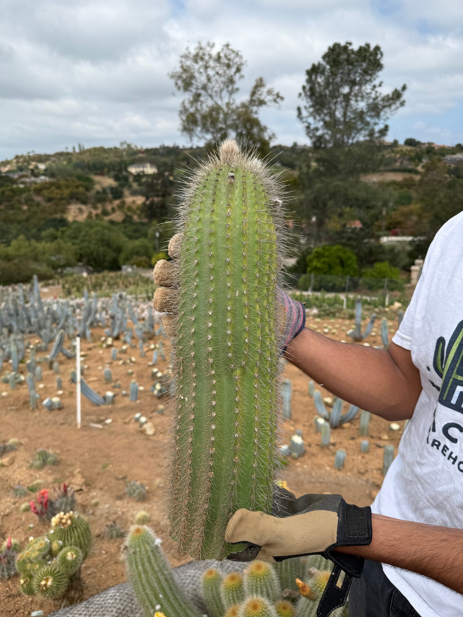 Yellow Trichocereus Hybrid - Echinopsis hybrid