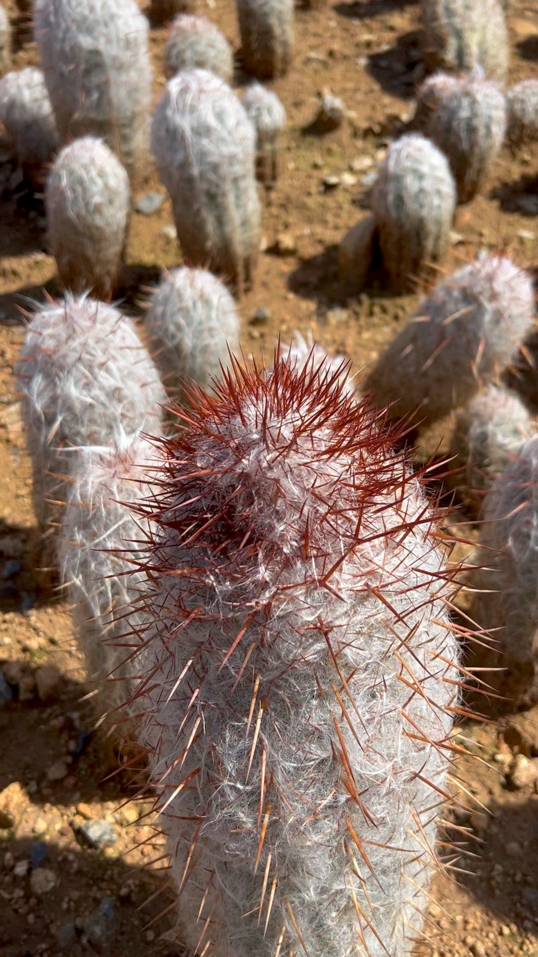 Old Man of the Mountain Cactus - Oreocereus Trollii