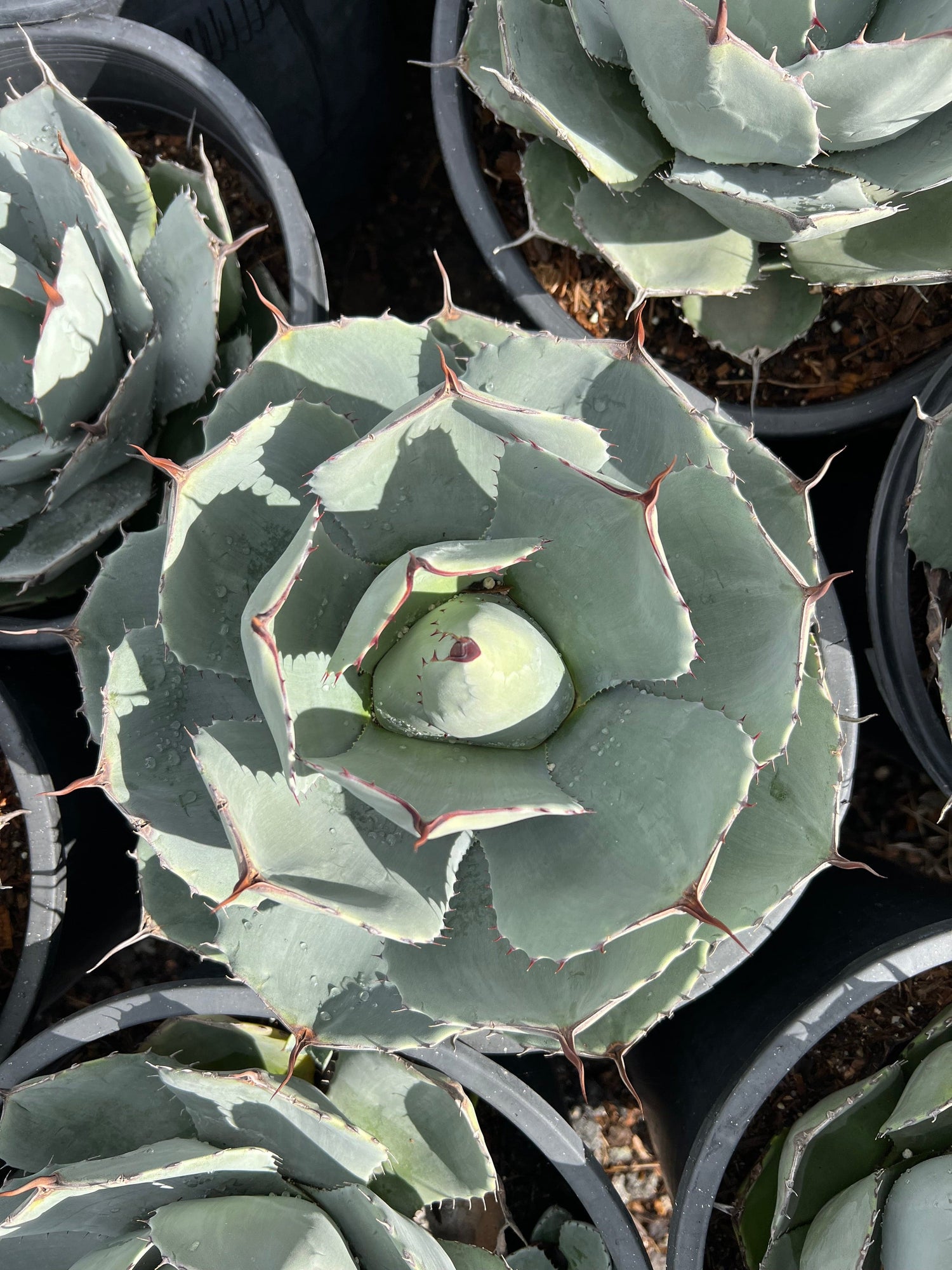 Artichoke Agave - Agave parryi