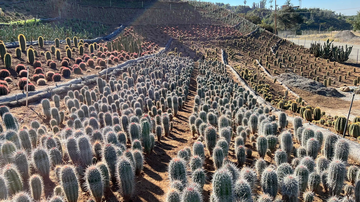 Mexican Giant Cardon (Elephant Cactus) - Pachycereus Pringlei