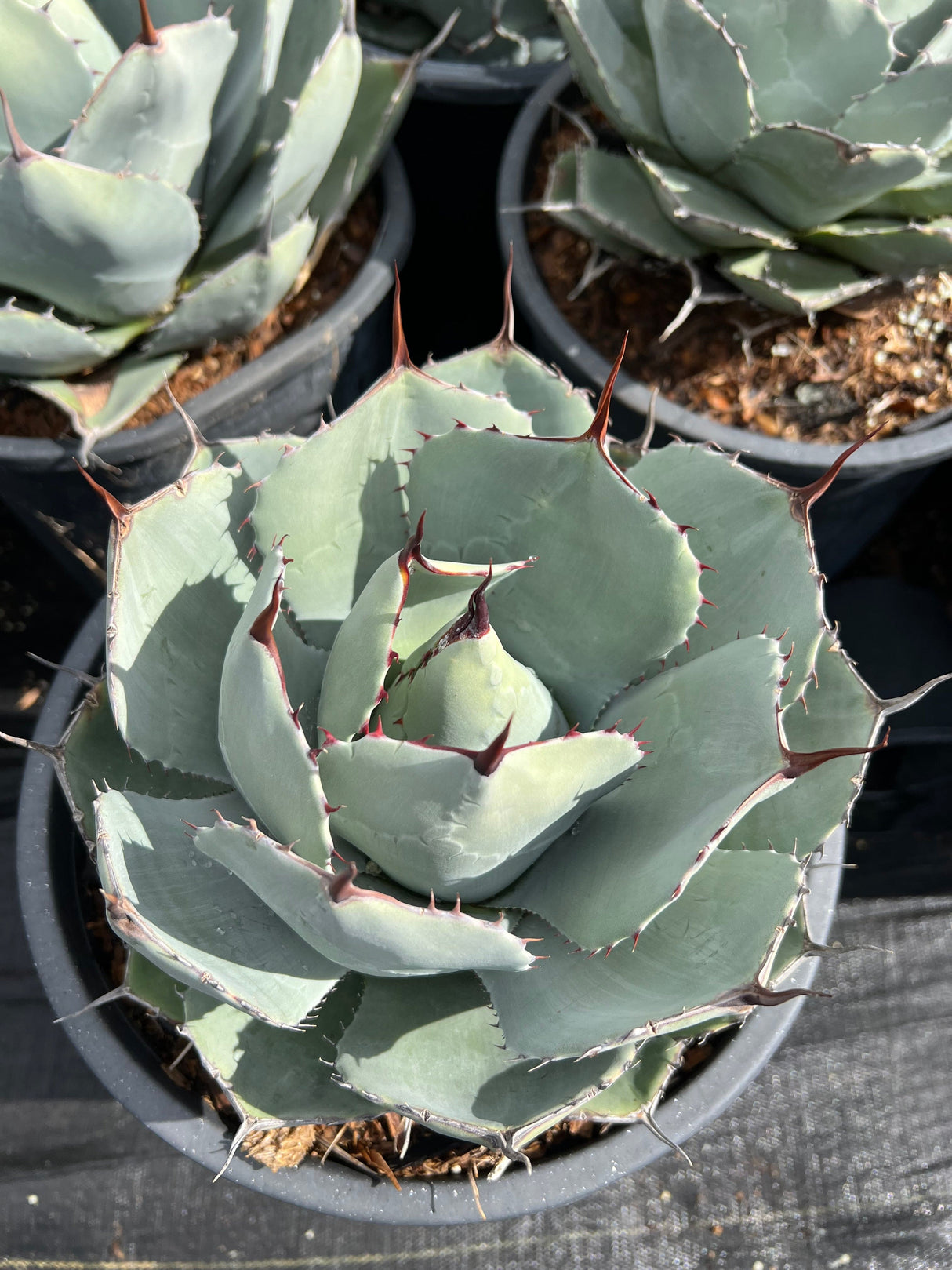 Artichoke Agave - Agave parryi