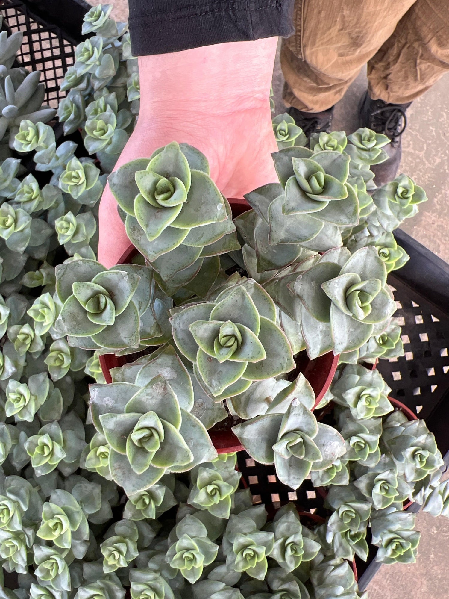 String of Buttons / Necklace Vine - Crassula Perforata