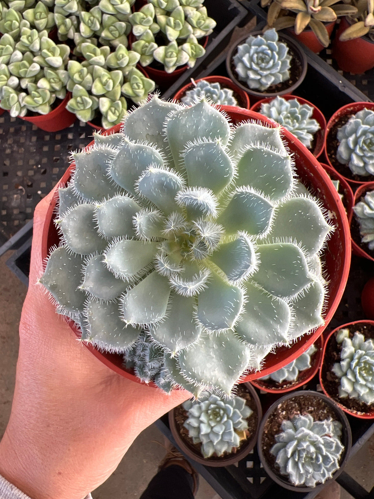 Mexican Firecracker Succulent - Echeveria Setosa var Minor