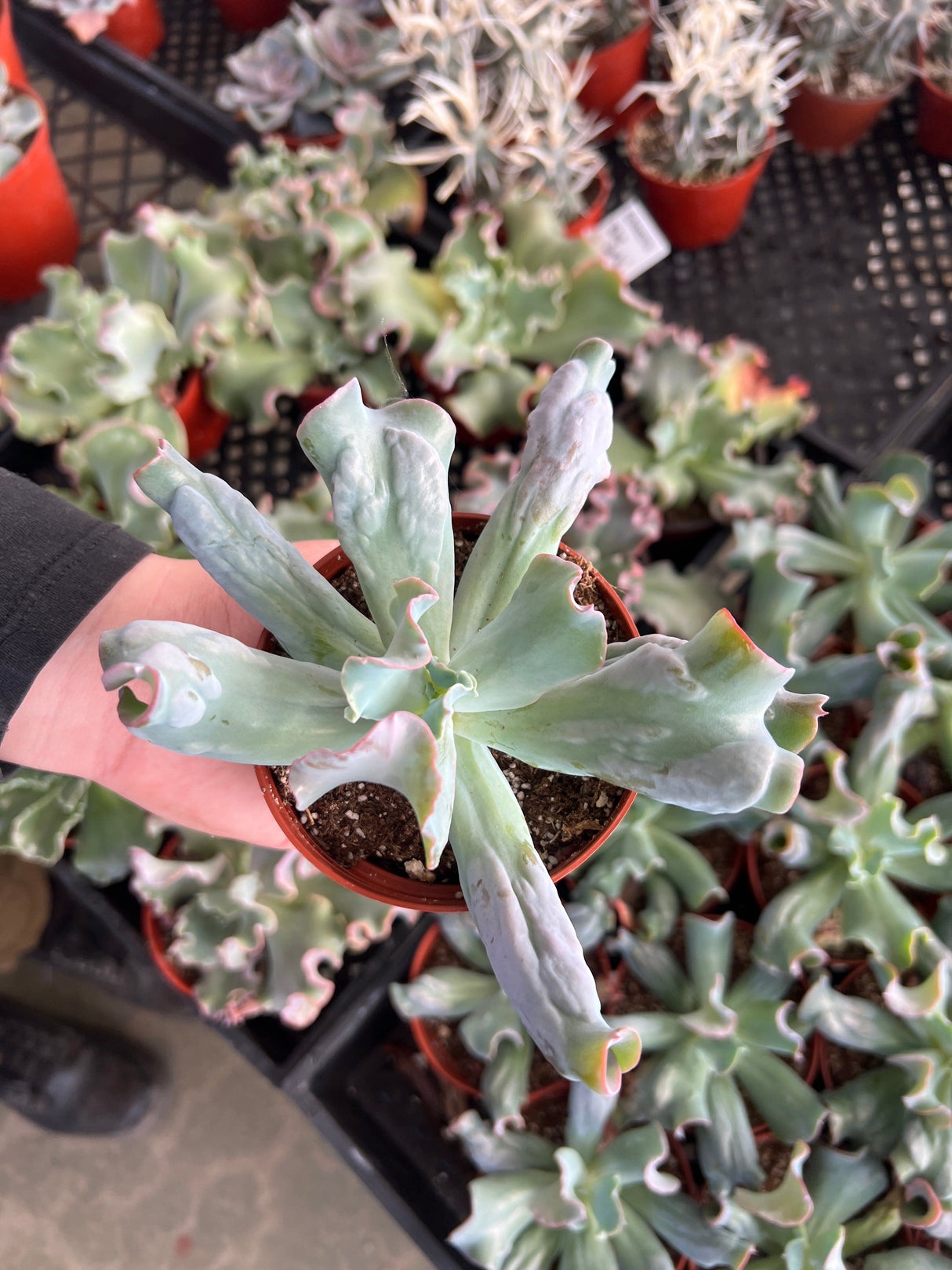 Echeveria 'Etna' - Echeveria