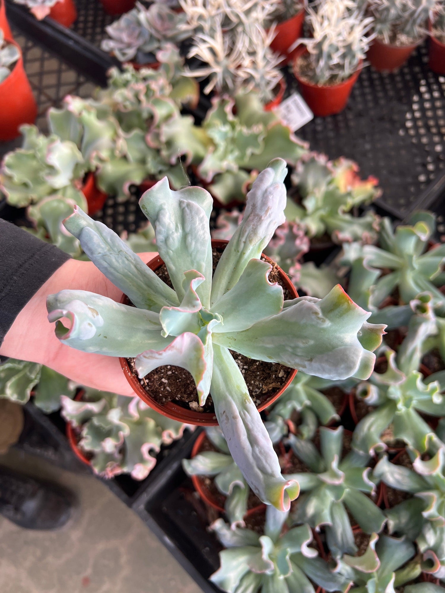 Echeveria 'Etna' - Echeveria