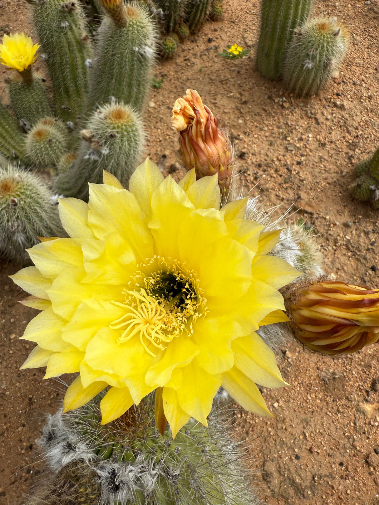 Yellow Trichocereus Hybrid - Echinopsis hybrid
