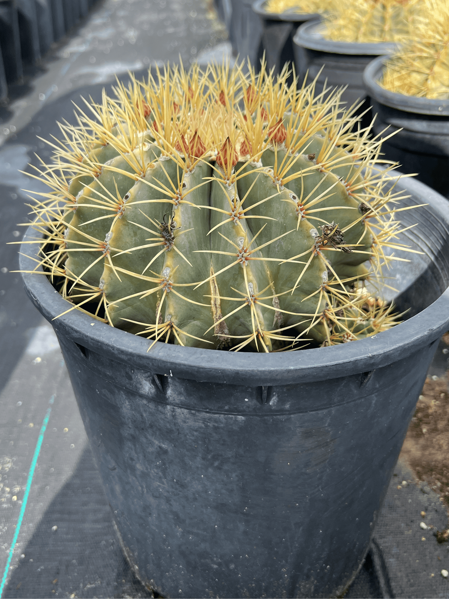 Blue Barrel Cactus - Ferocactus glaucescens