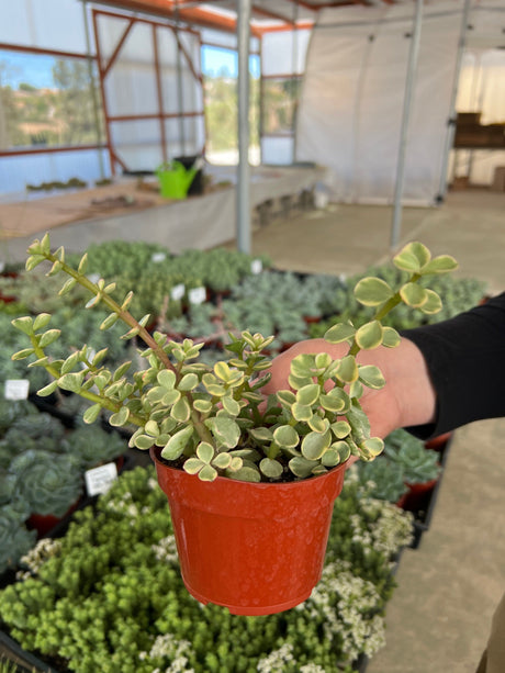 Variegated Elephant Bush (Rainbow Bush) - Portulacaria Afra Variegata