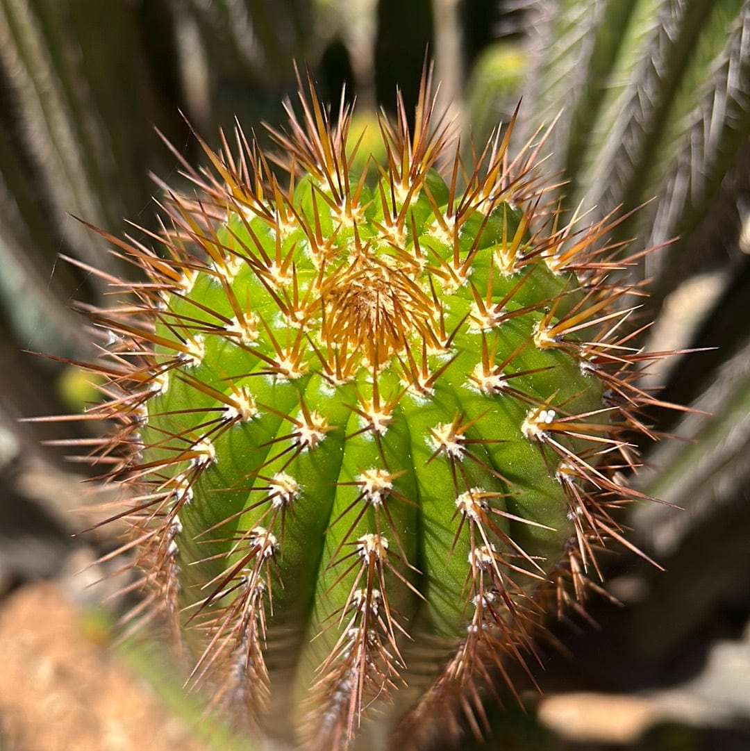 Golden Torch Cactus - Echinopsis Spachiana