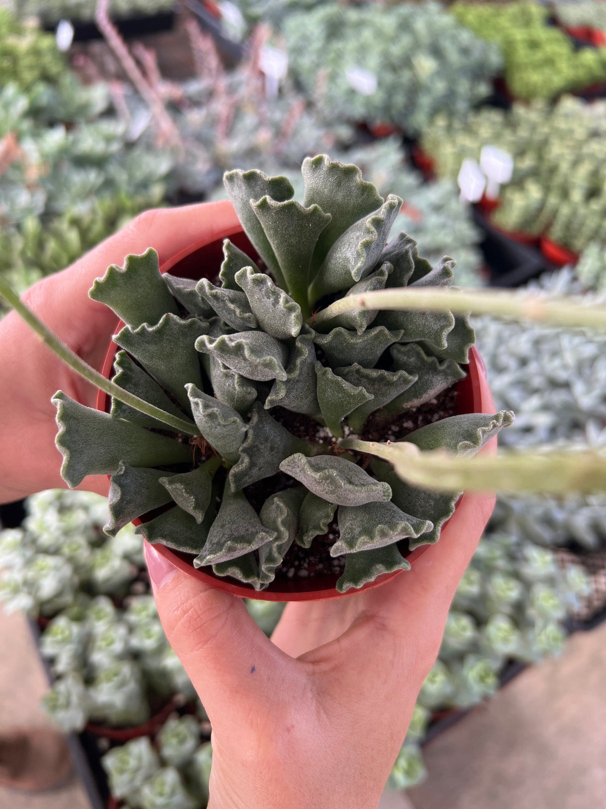 Key Lime Pie Succulent - Adromischus Cristatus