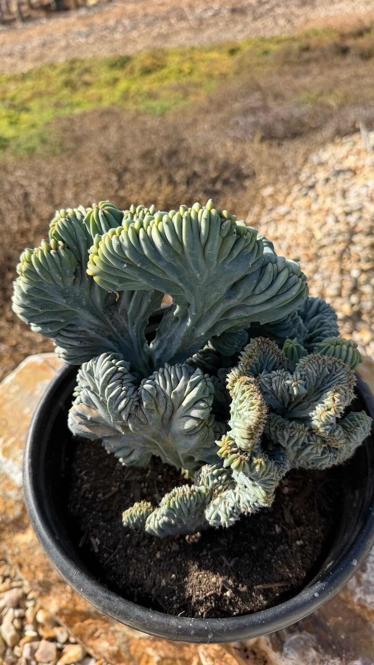 Top view of the packed crest domes