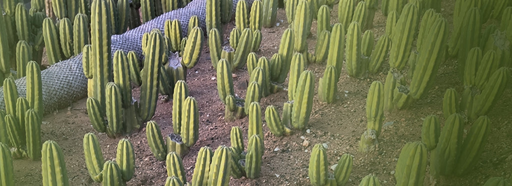 Cactus Warehouse | Unique Exotic Cacti Collection, Rare Species, Artistic Cactus Designs, Cactus Nursery 