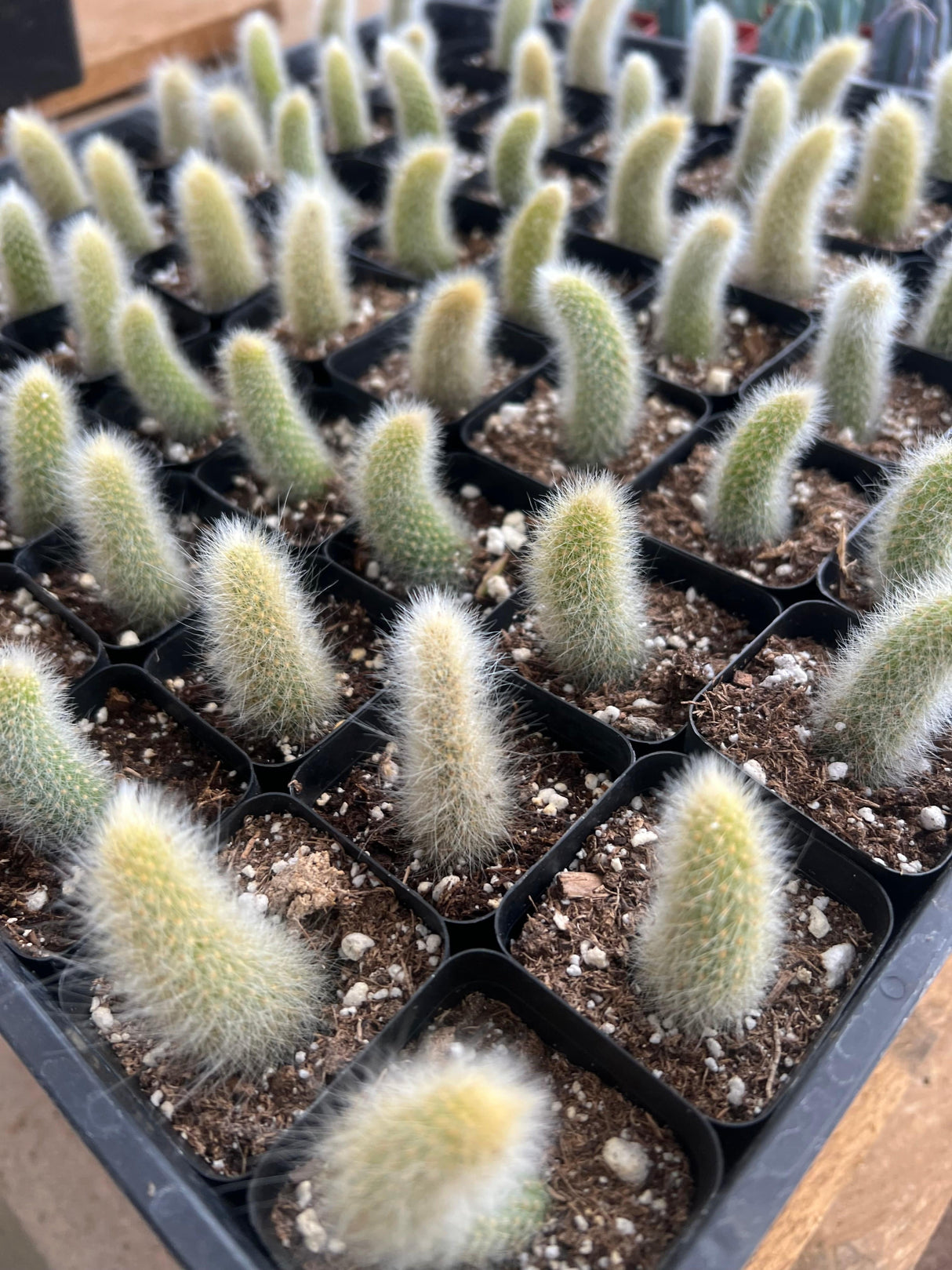 Monkey Tail Cactus - Cleistocactus colademononis