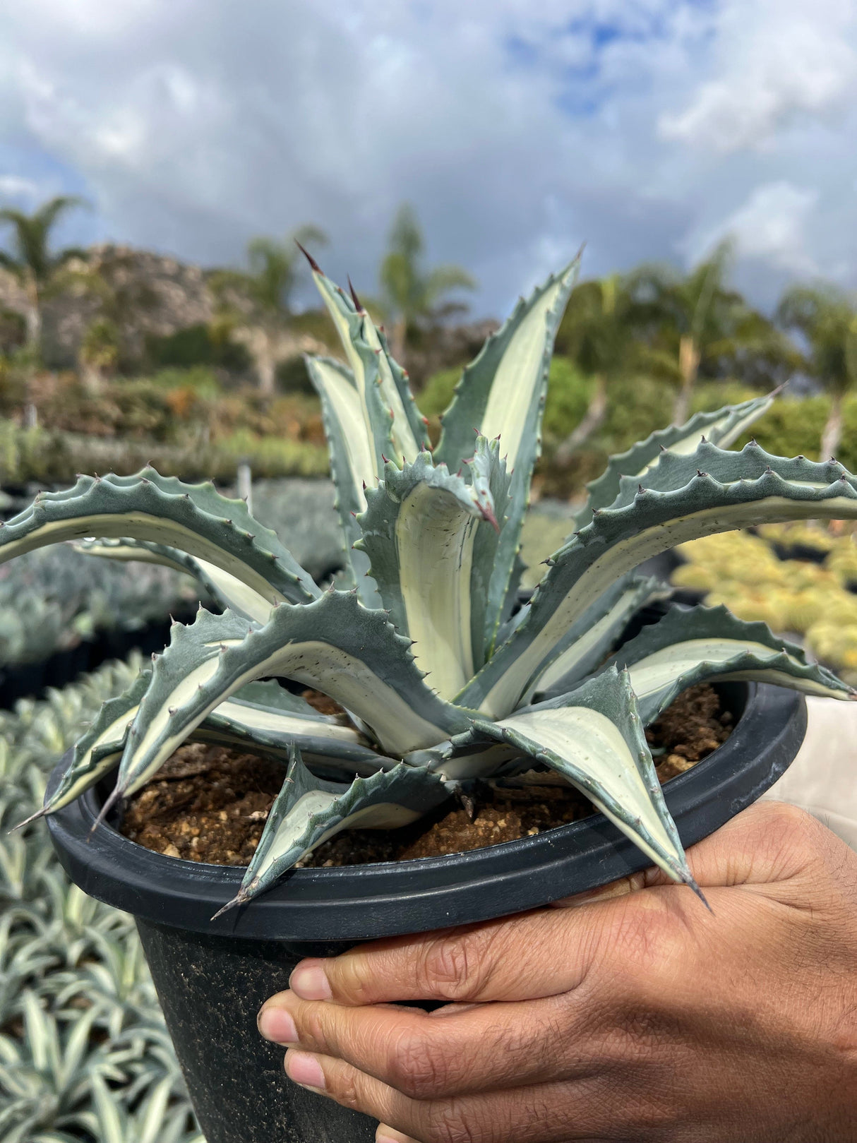 White Striped Century Plant - Agave medio-picta 'Alba'