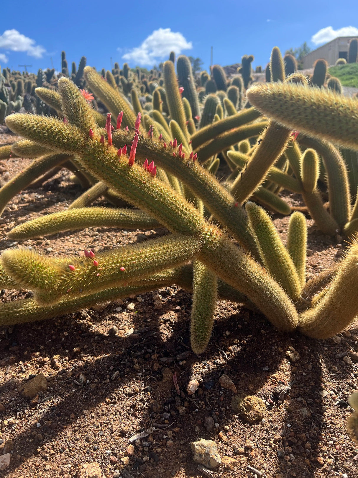 Golden Rat Tail - Cleistocactus Brookeae