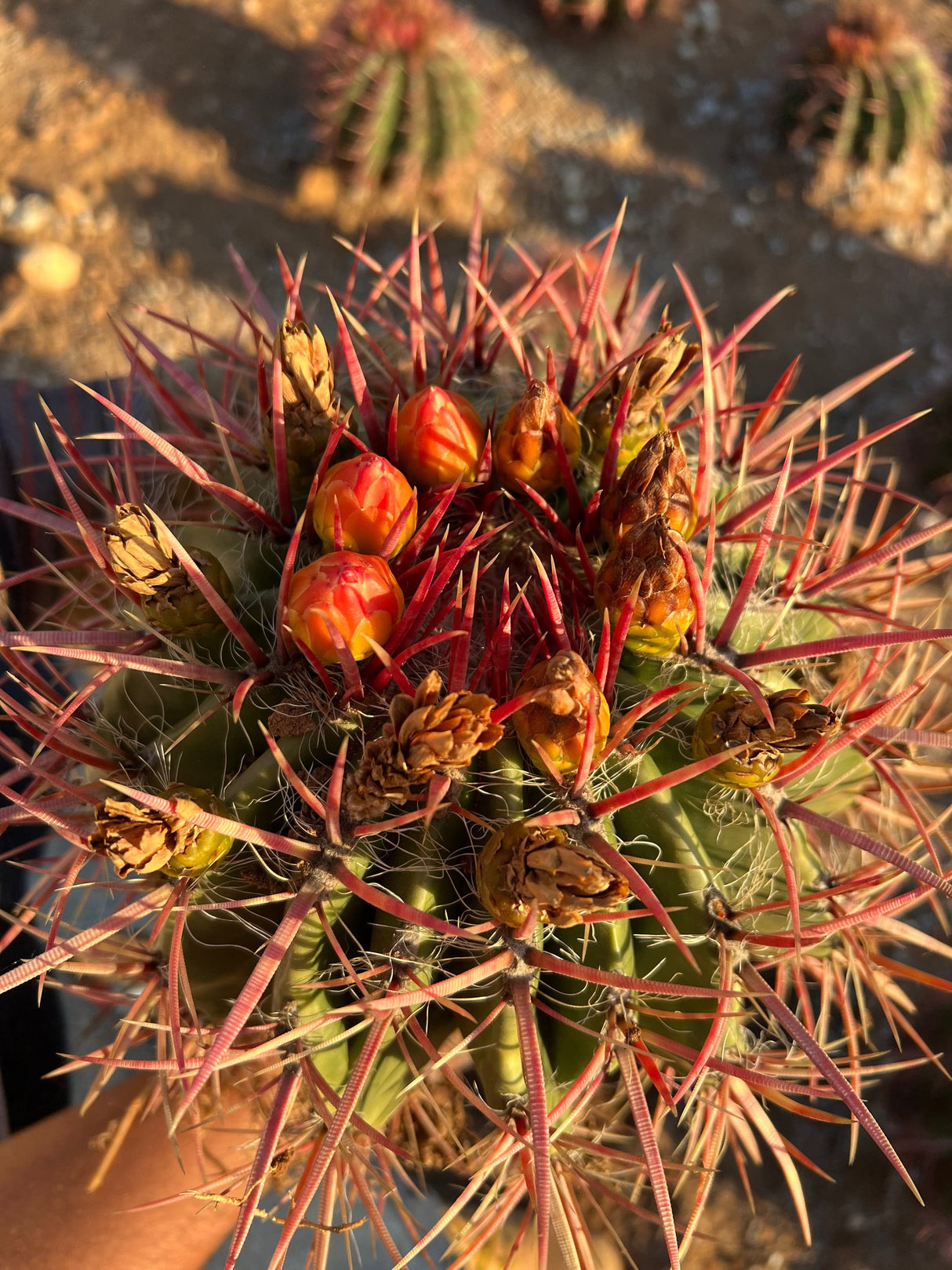 Mexican Lime Cactus - Ferocactus Pilosus