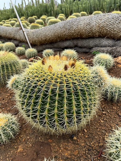 Echinocactus grusonii - Golden Barrel Cactus Cluster