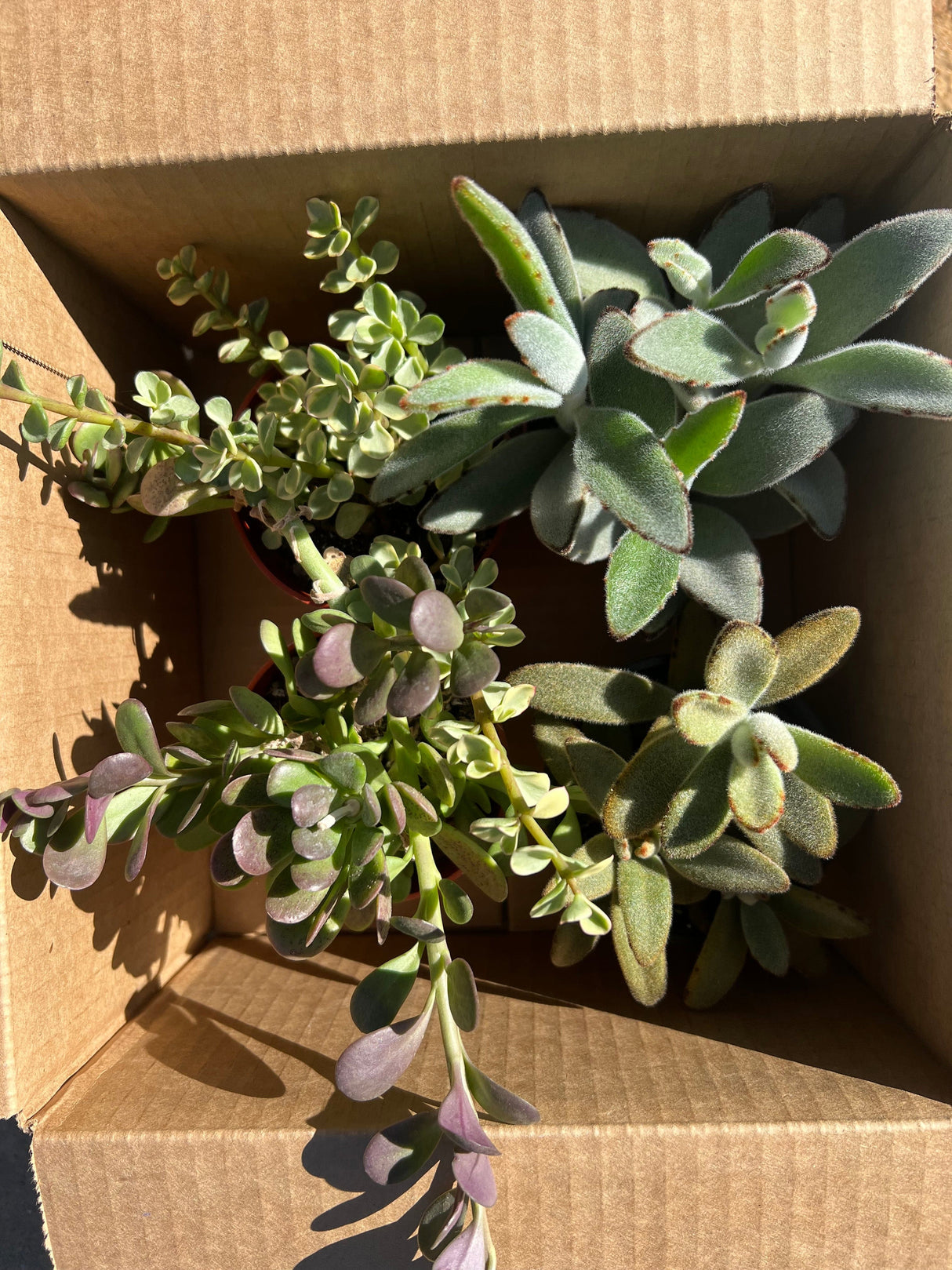 Mixed Fuzzy & Variegated Succulent Bundle